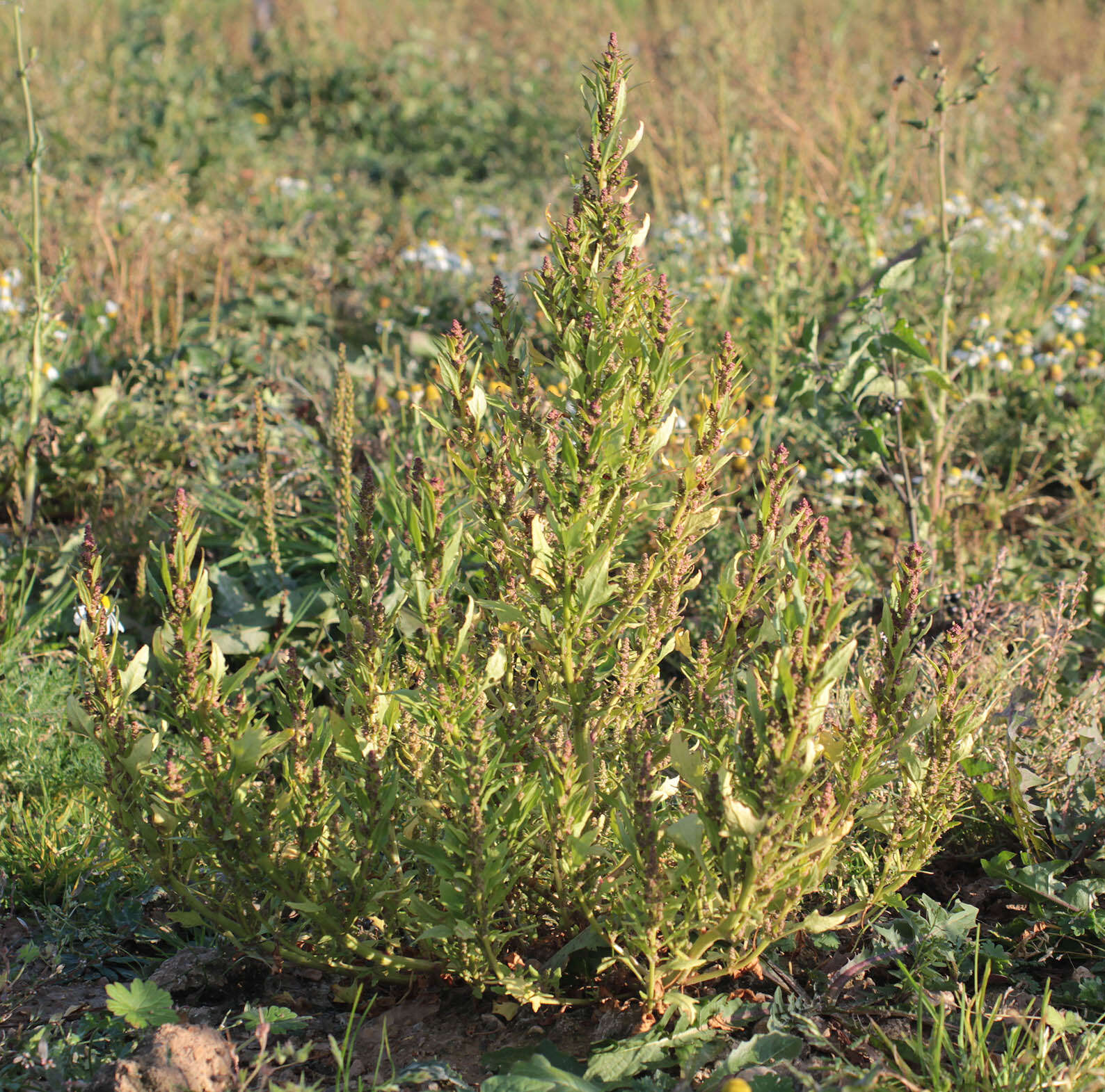 Image of Red Goosefoot