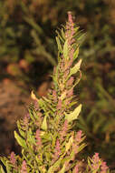 Image of Red Goosefoot