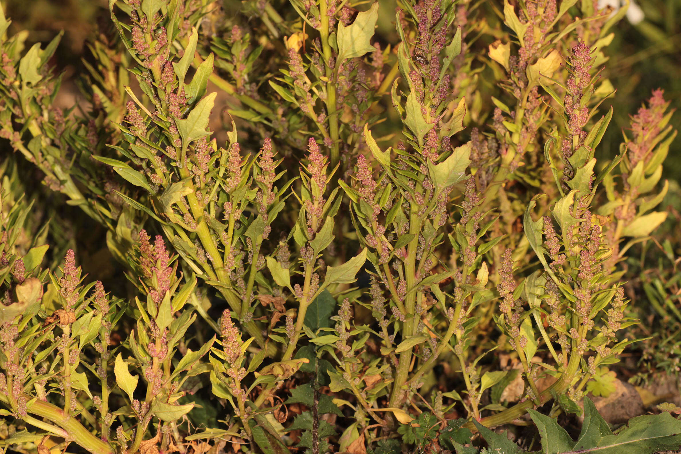 Image of Red Goosefoot