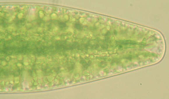 Image of Netrium (Naegeli) Itzigsohn & Rothe 1856