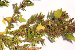 Image of Red Goosefoot