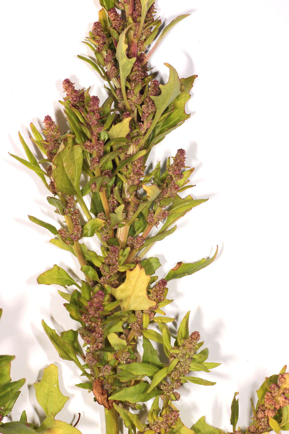 Image of Red Goosefoot