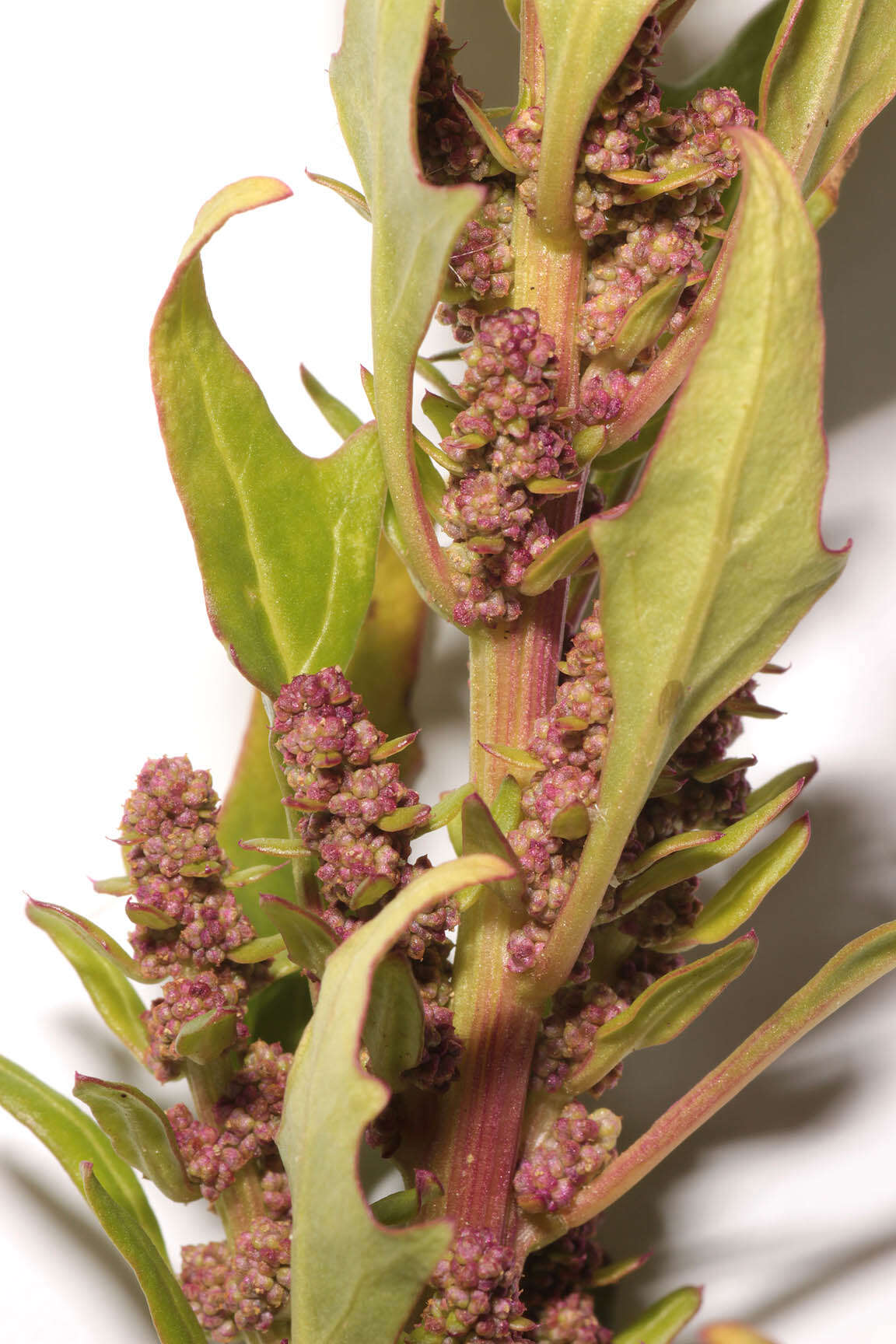 Image of Red Goosefoot