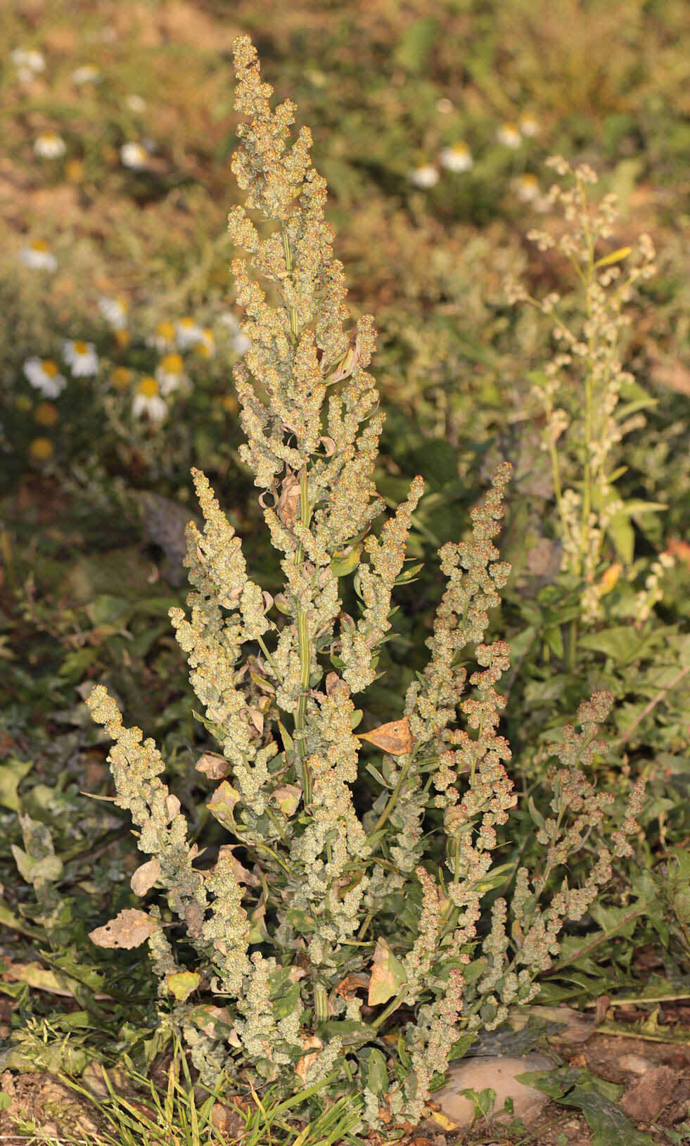 Imagem de Chenopodium album L.