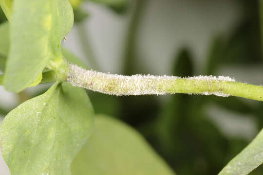 صورة Podosphaera euphorbiae (Castagne) U. Braun & S. Takam. 2000