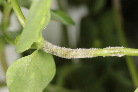 صورة Podosphaera euphorbiae (Castagne) U. Braun & S. Takam. 2000