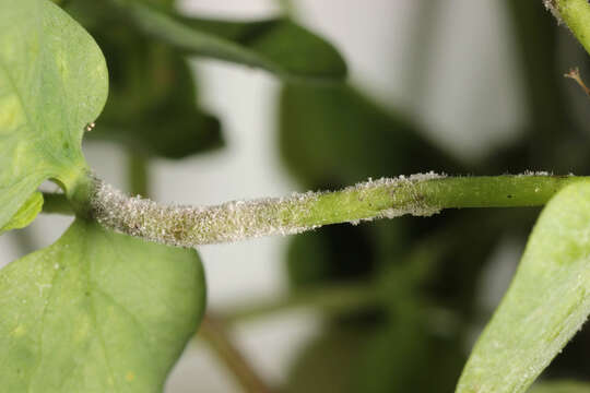 Image of Podosphaera euphorbiae (Castagne) U. Braun & S. Takam. 2000