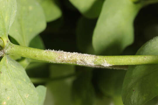 صورة Podosphaera euphorbiae (Castagne) U. Braun & S. Takam. 2000