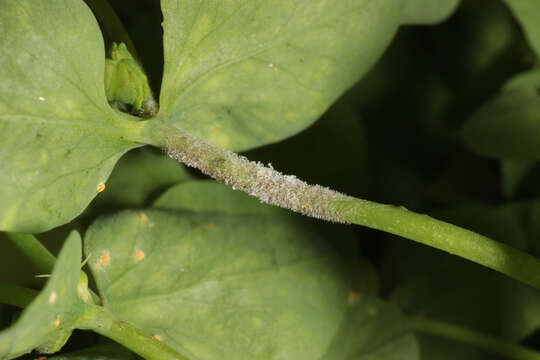 Image of Podosphaera euphorbiae (Castagne) U. Braun & S. Takam. 2000