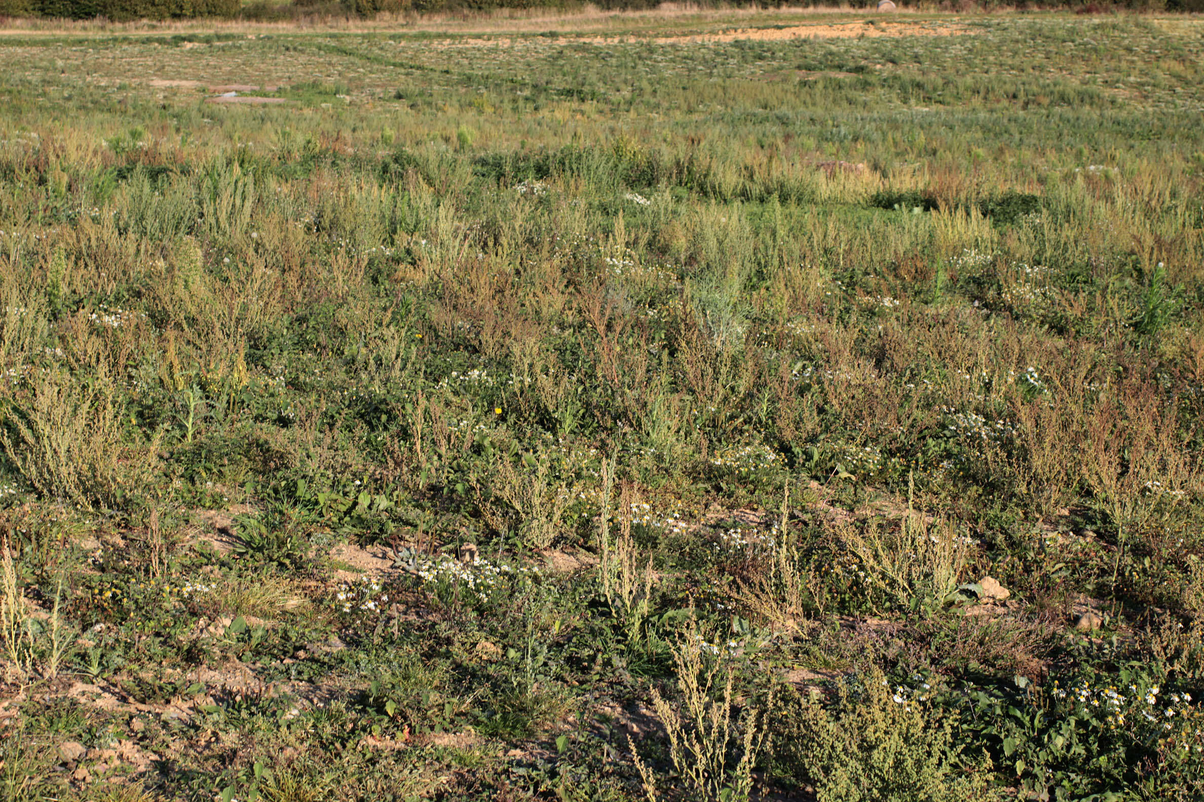 Imagem de Chenopodium album L.