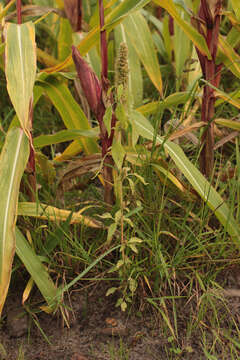 Image of redroot amaranth