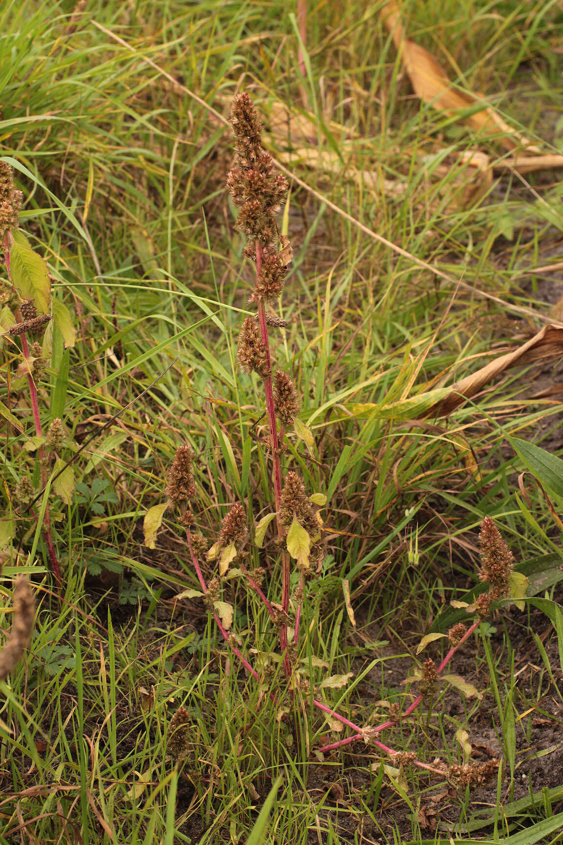 Image of redroot amaranth