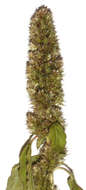 Image of redroot amaranth