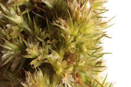 Image of redroot amaranth