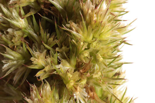 Image of redroot amaranth