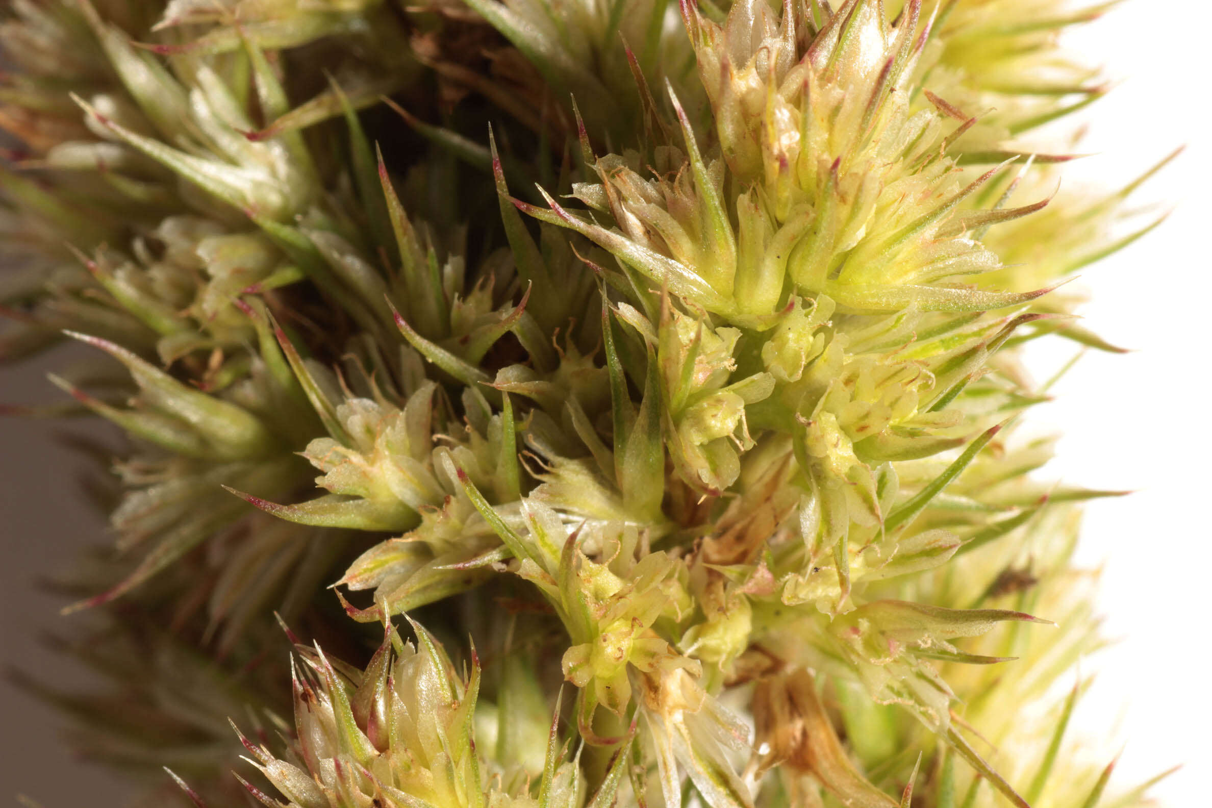 Image of redroot amaranth