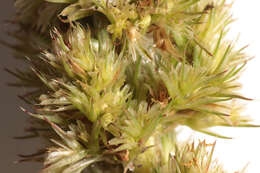 Image of redroot amaranth