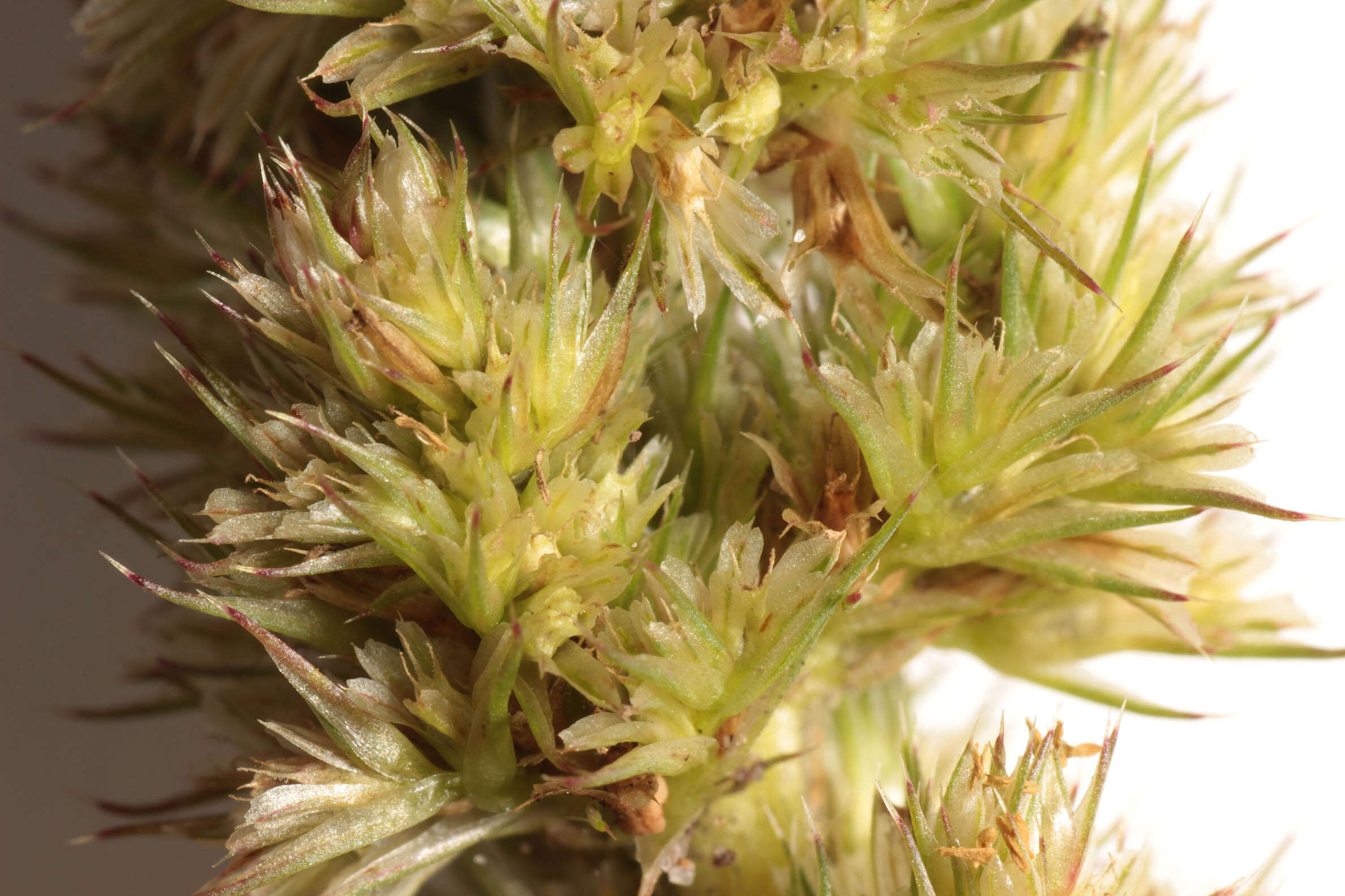 Image of redroot amaranth