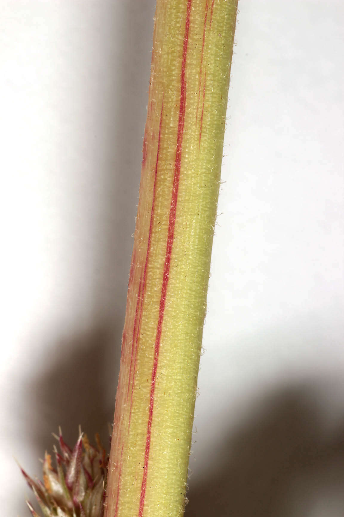 Image of redroot amaranth