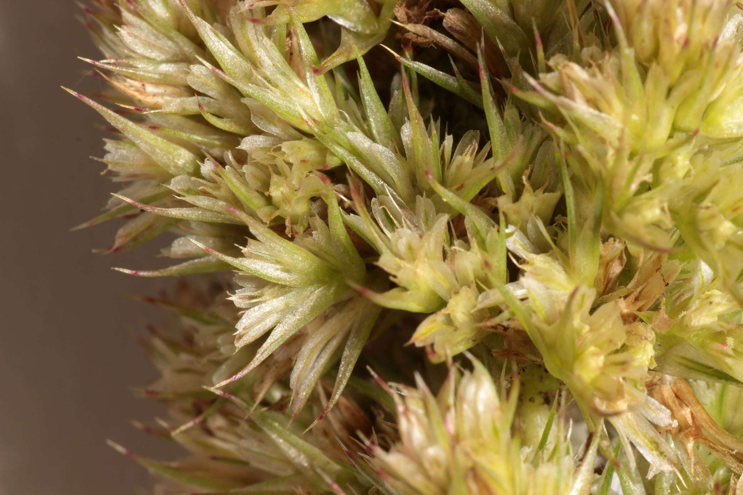 Image of redroot amaranth