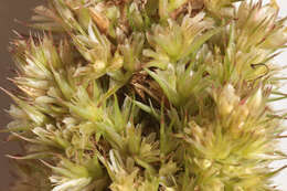 Image of redroot amaranth