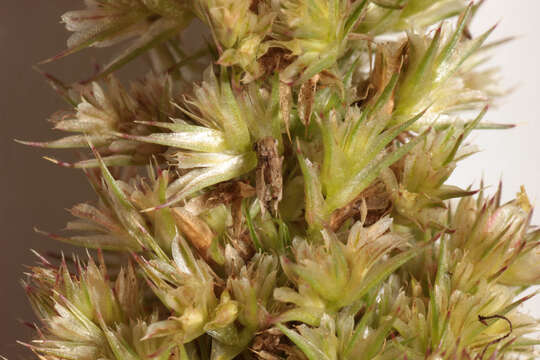 Image of redroot amaranth