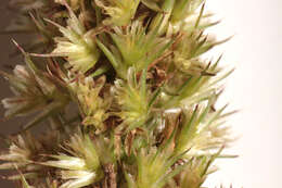 Image of redroot amaranth