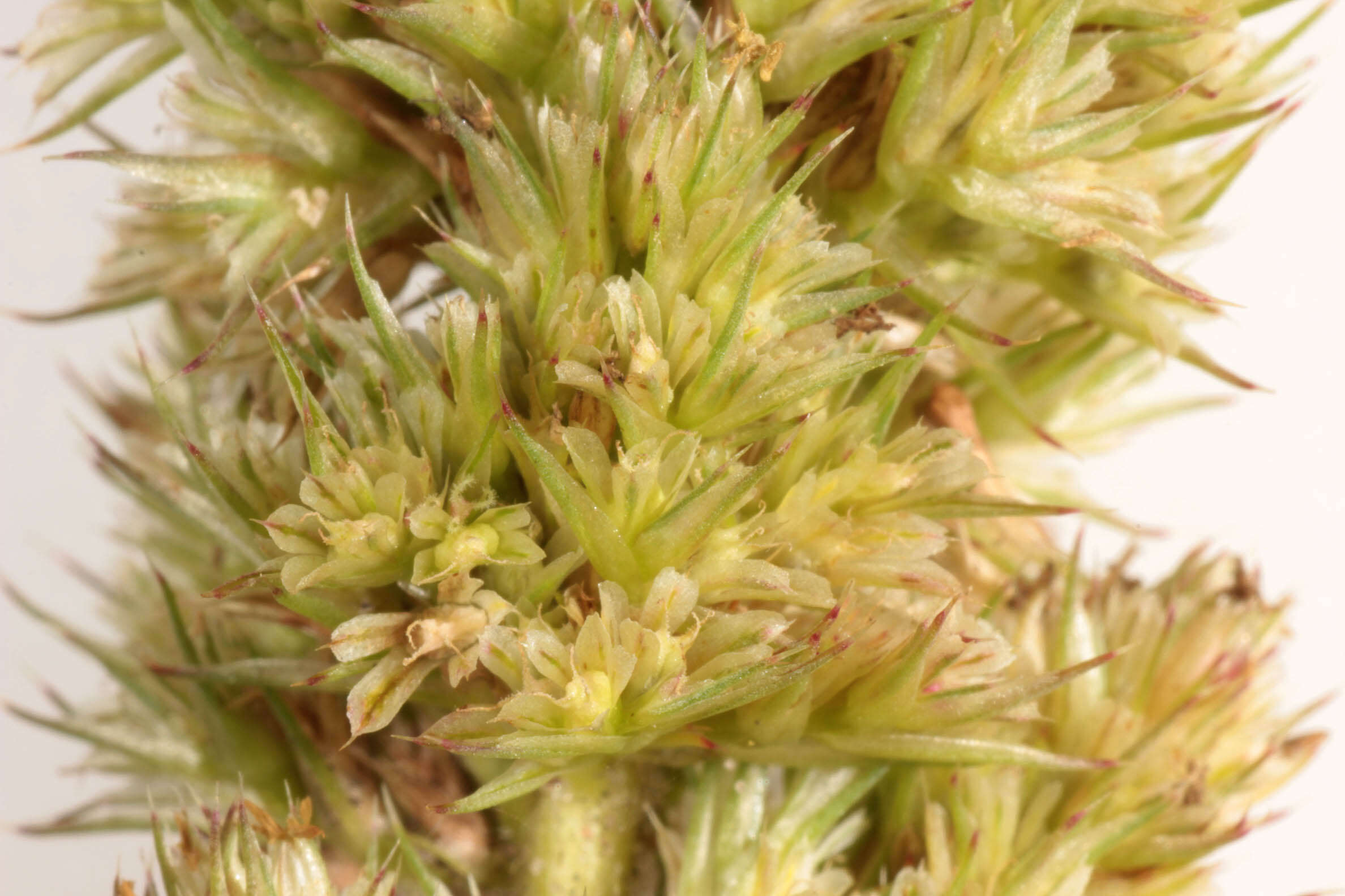 Image of redroot amaranth