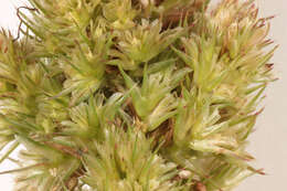 Image of redroot amaranth