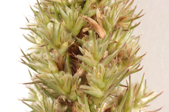 Image of redroot amaranth