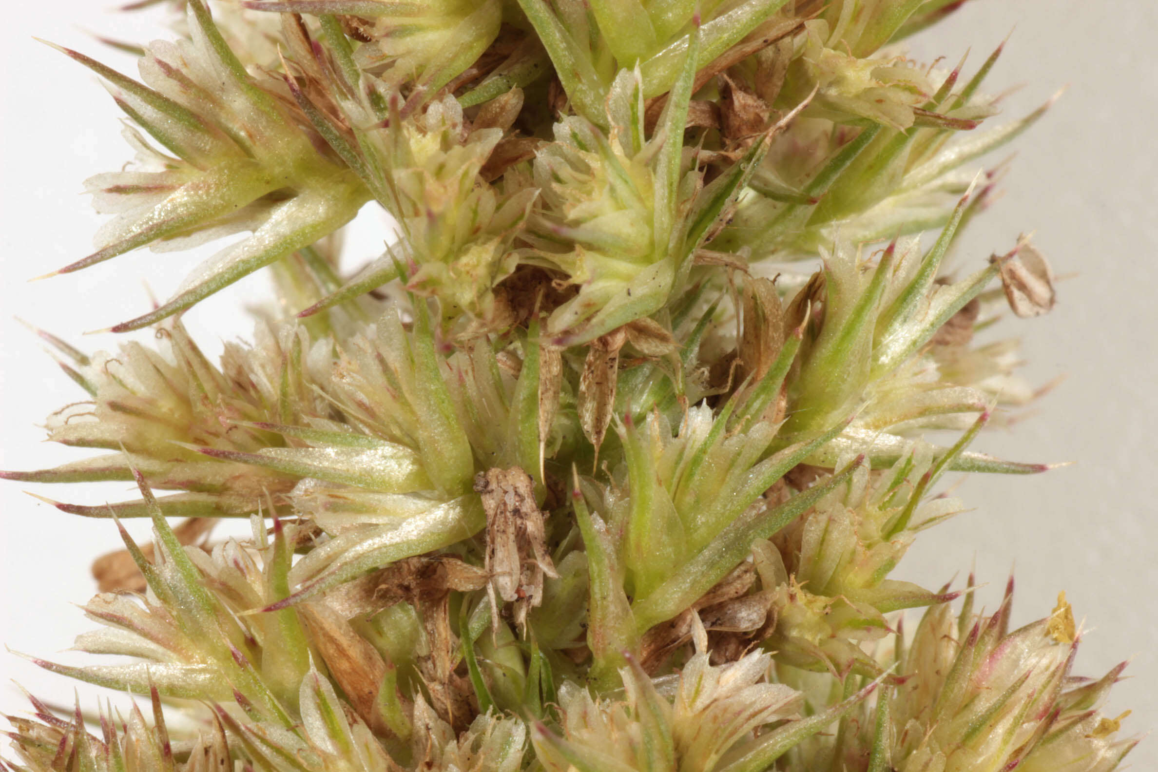 Image of redroot amaranth