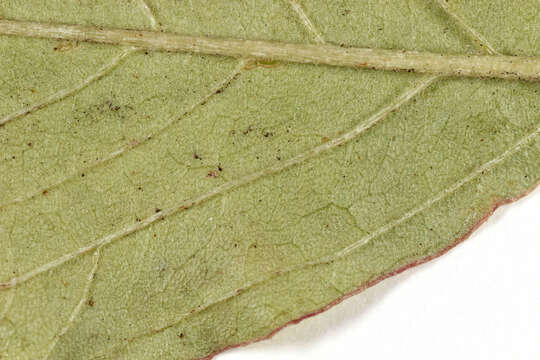 Image of redroot amaranth