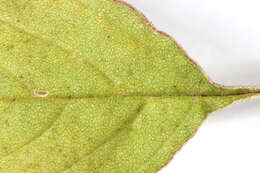 Image of redroot amaranth