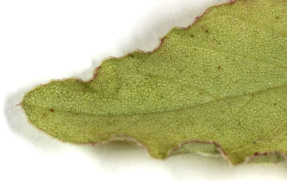 Image of redroot amaranth