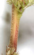 Image of redroot amaranth