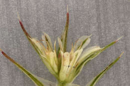 Image of redroot amaranth