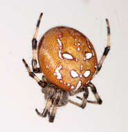 Image of Araneus quadratus Clerck 1757