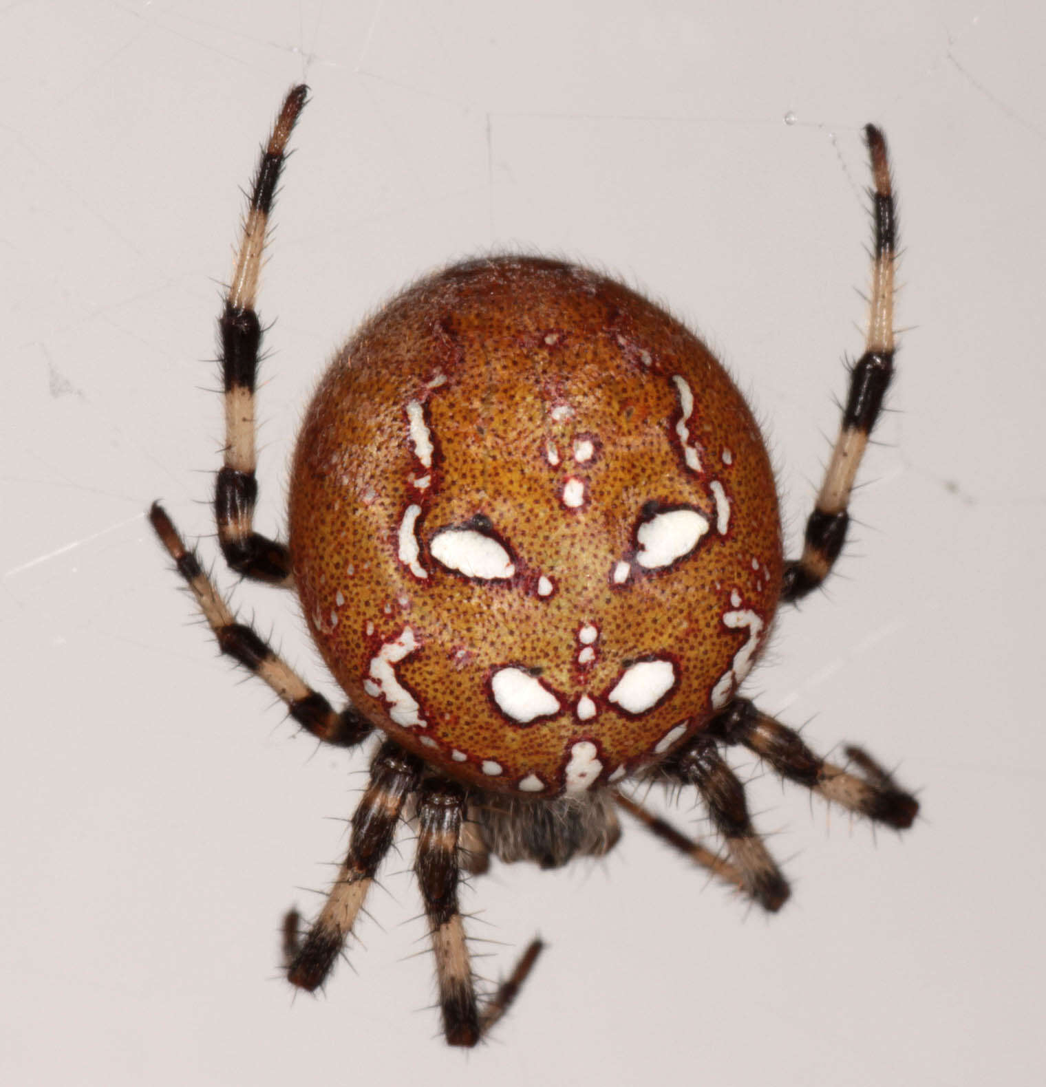 Image of Araneus quadratus Clerck 1757