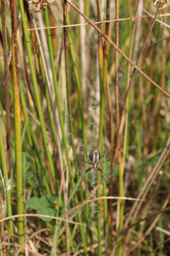 Image of Barbary Spider