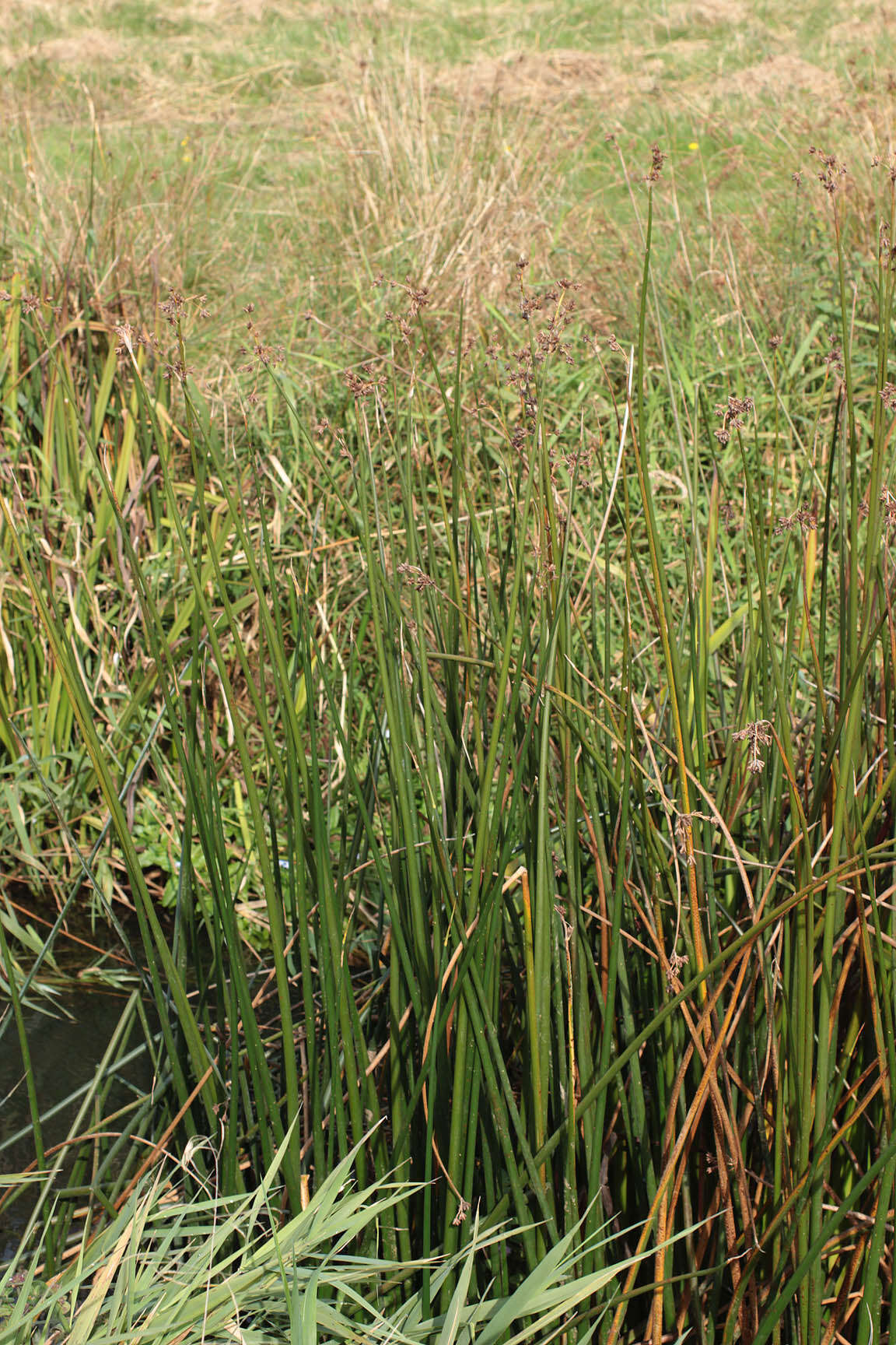 Image de scirpe des lacs, jonc des chaisiers commun