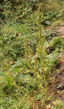 Слика од Oxybasis rubra (L.) S. Fuentes, Uotila & Borsch