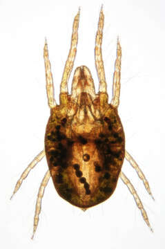 Image of Tetranychus lintearius Dufour 1832