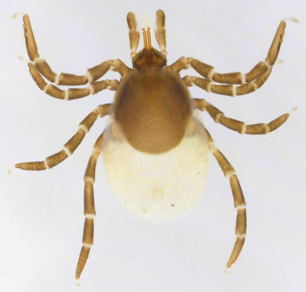 Image of Common sheep tick