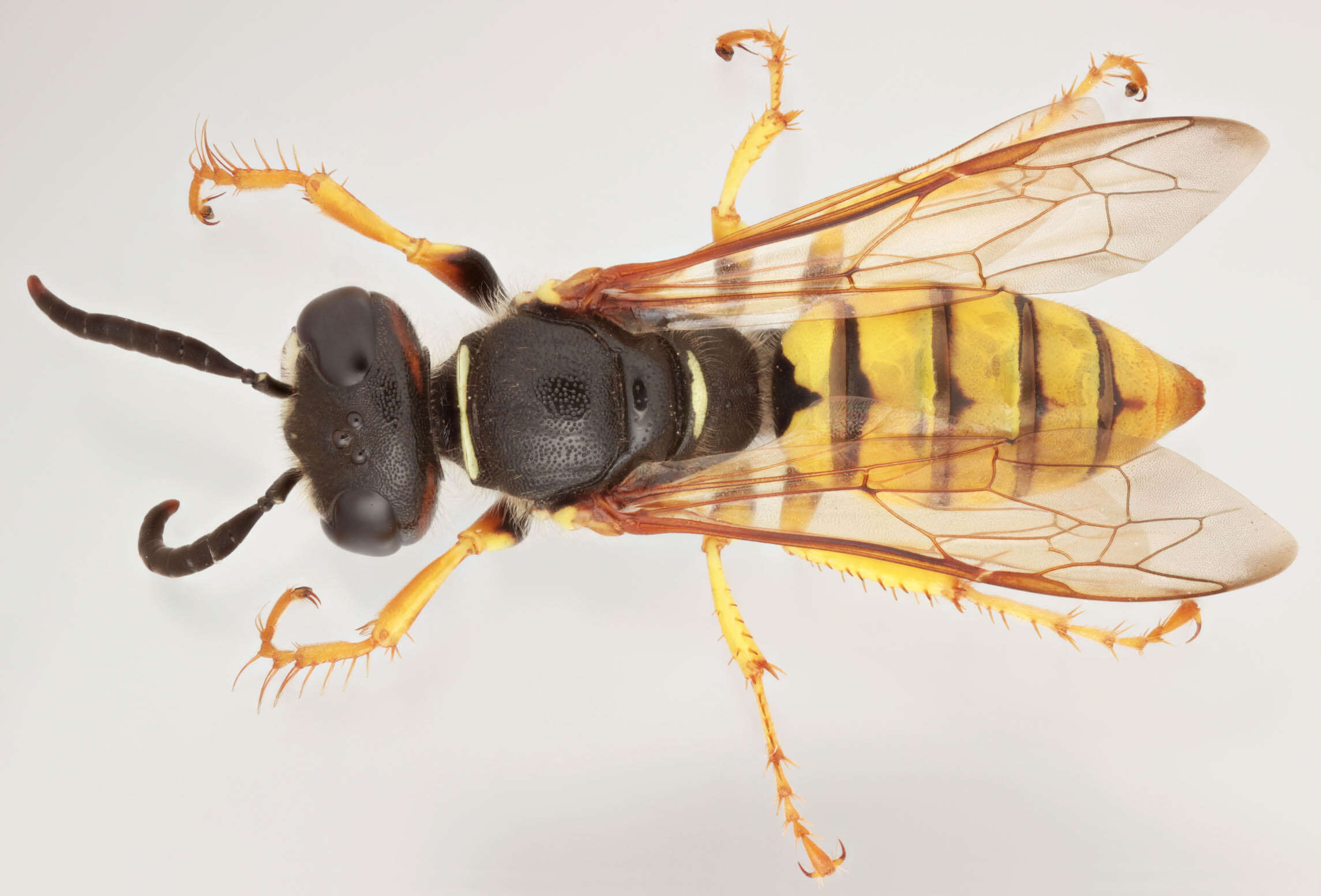 Imagem de Philanthus triangulum (Fabricius 1775)