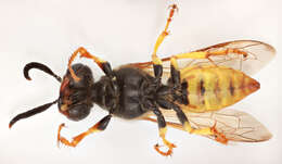 Image of European beewolf