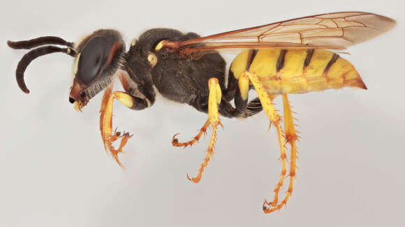 Imagem de Philanthus triangulum (Fabricius 1775)