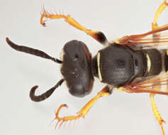 Imagem de Philanthus triangulum (Fabricius 1775)