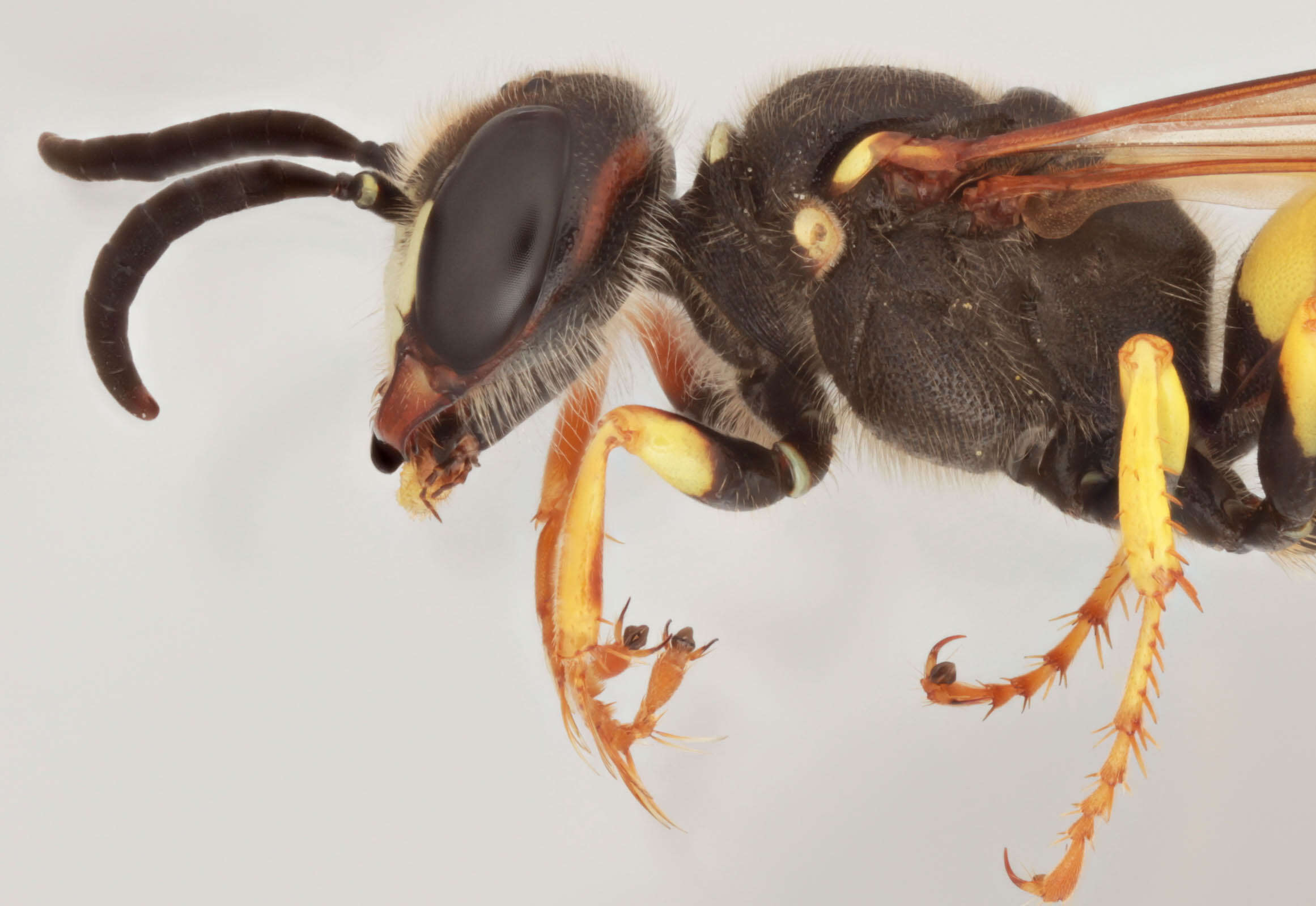 Imagem de Philanthus triangulum (Fabricius 1775)