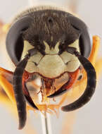 Imagem de Philanthus triangulum (Fabricius 1775)