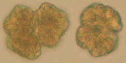 Image of Botryococcus Kützing 1849